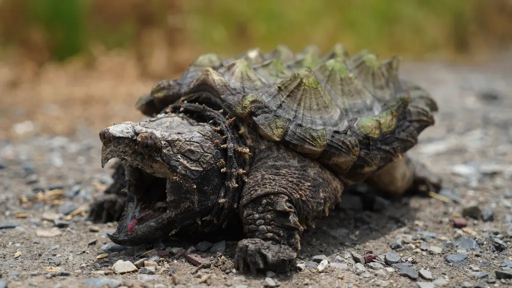 how fast do snapping turtles run