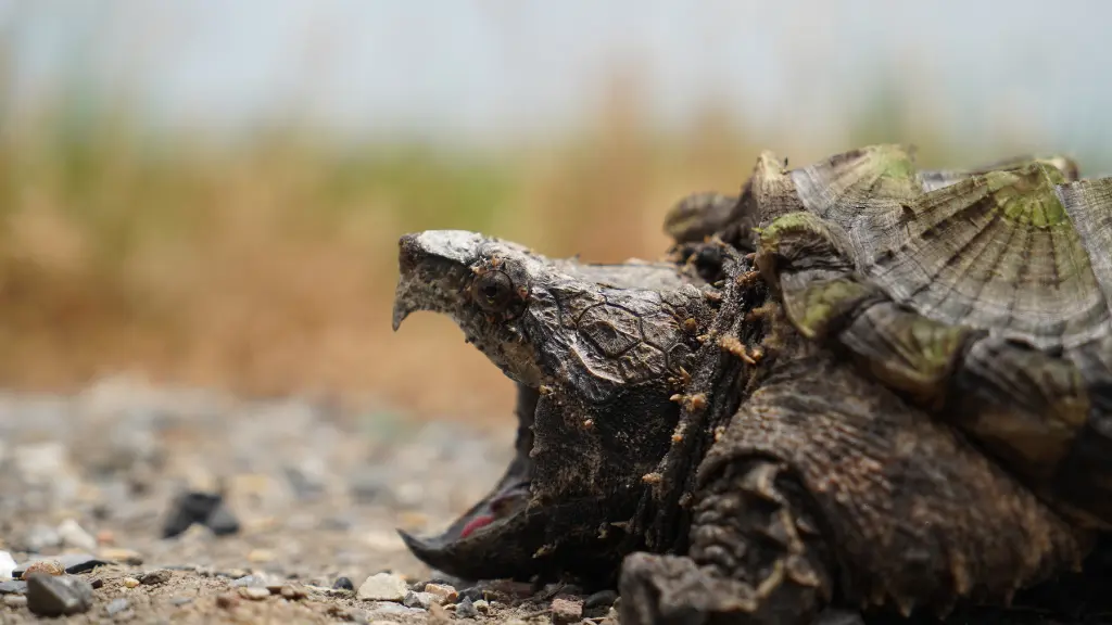 Can A Snapping Turtle Bite A Finger Off