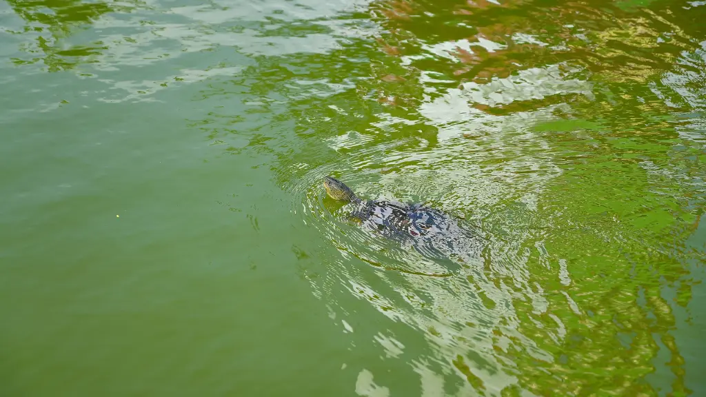 Can You Swim In A Pond With Snapping Turtles?