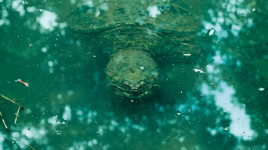 Do snapping turtles attack swimmers