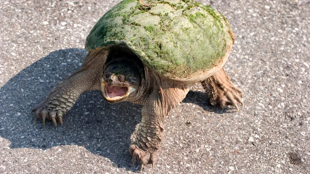 How Fast Can A Snapping Turtle Run