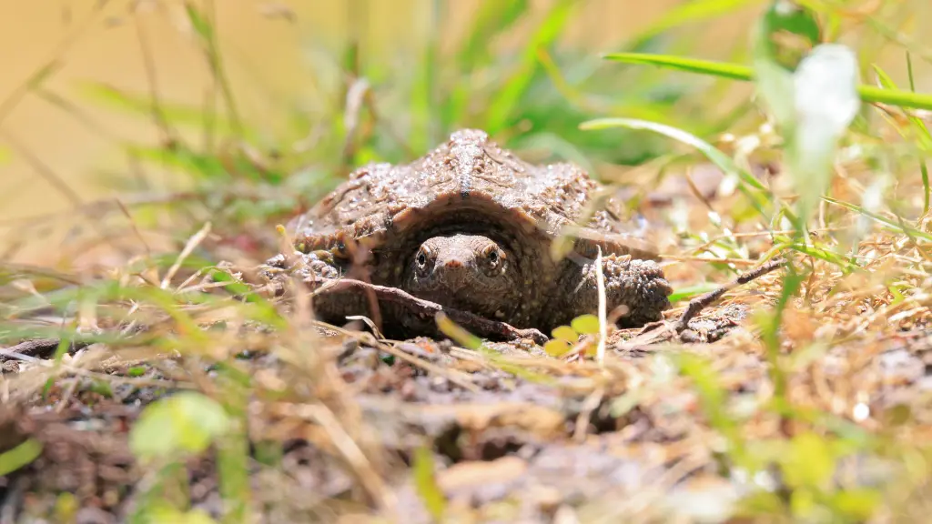 How do you feed a baby snapping turtle