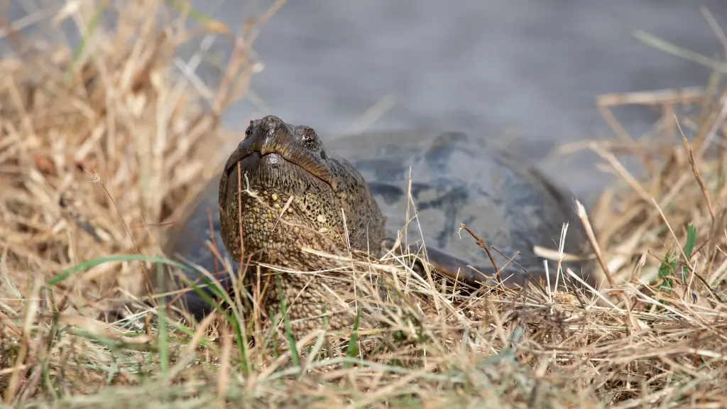 Snapping Turtle Breeding Guide For Beginners