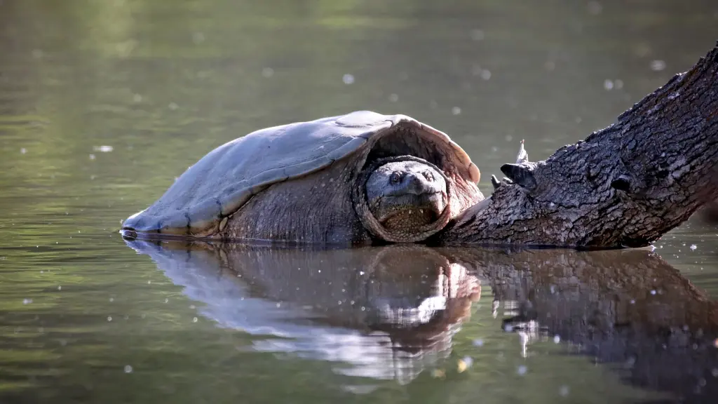 Snapping Turtle Predators