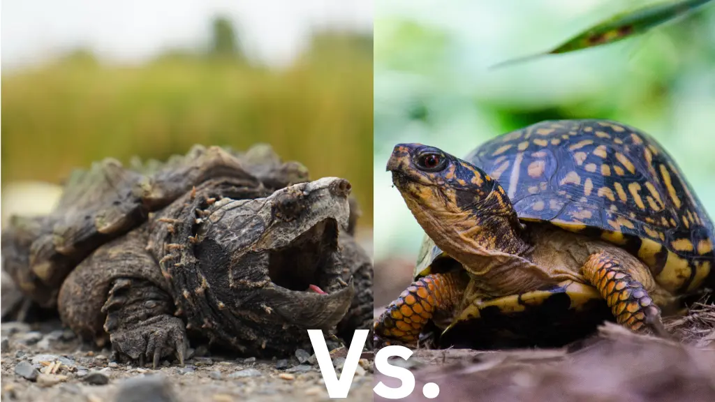 Snapping Turtle Vs. Box Turtle