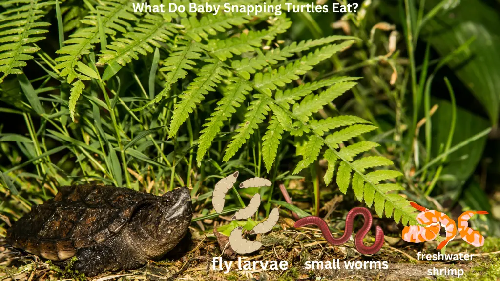 What Do Baby Snapping Turtles Eat