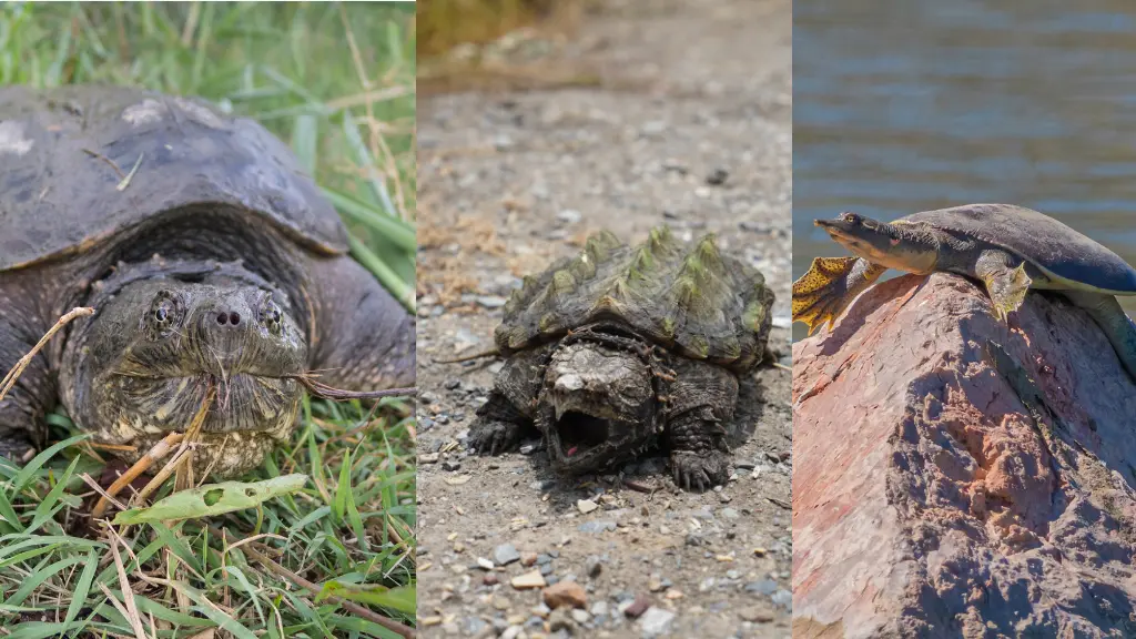 What are the 3 Types of Snapping Turtles