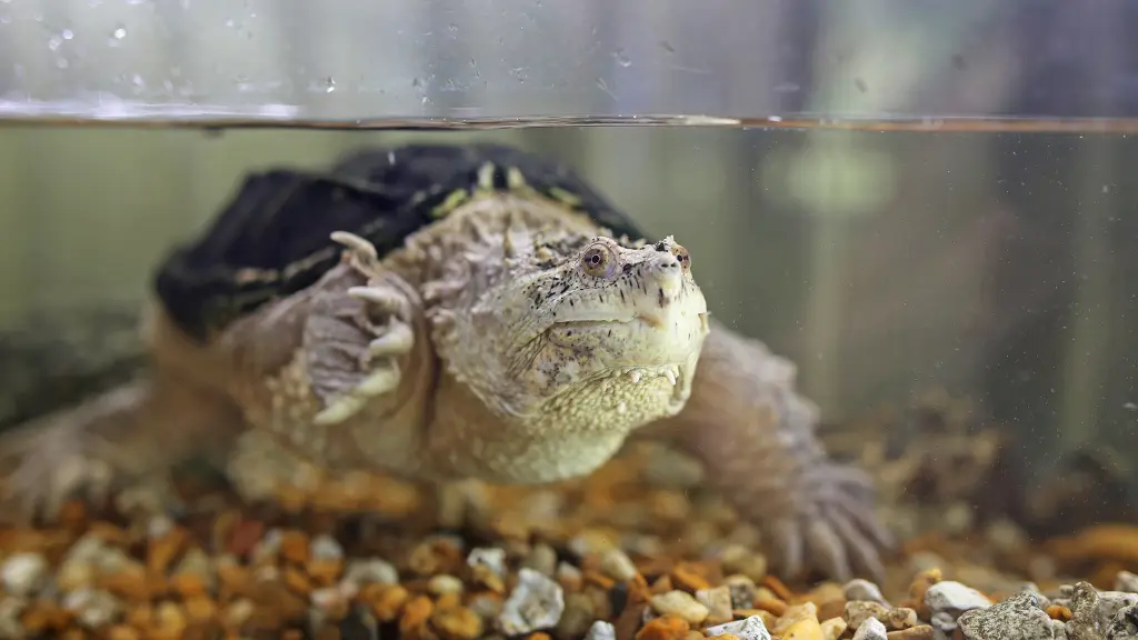 snapping turtles tank mates