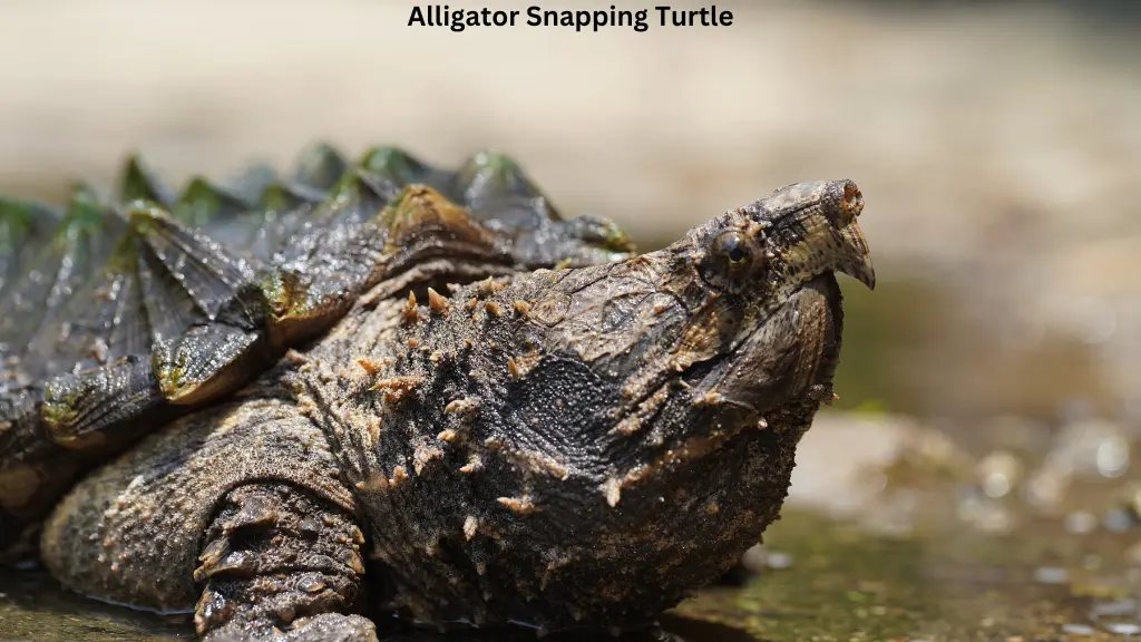 Alligator Snapping Turtle