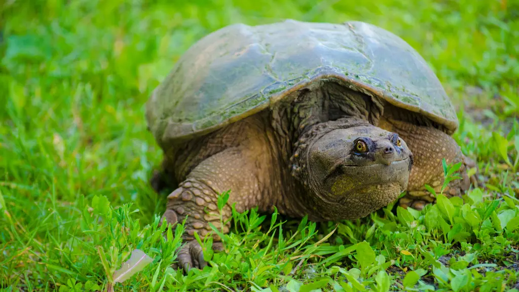 Can You Eat Snapping Turtles