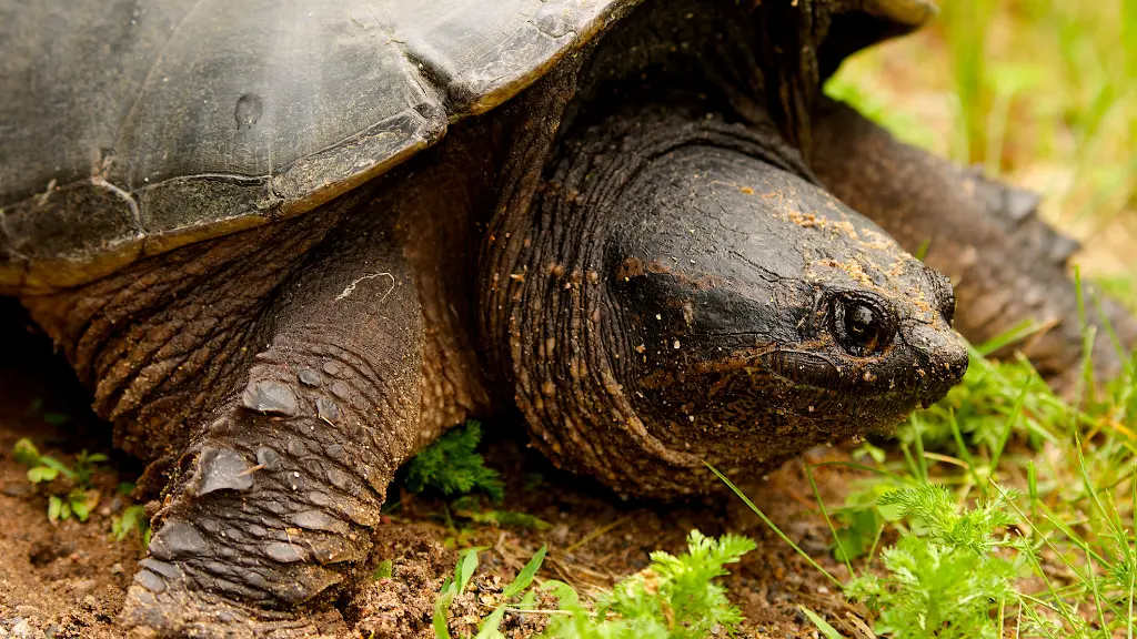 Snapping Turtle Diet