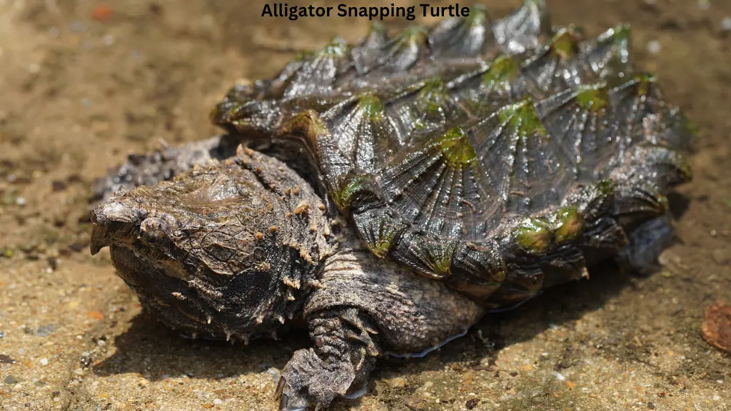 What is the strongest snapping turtle