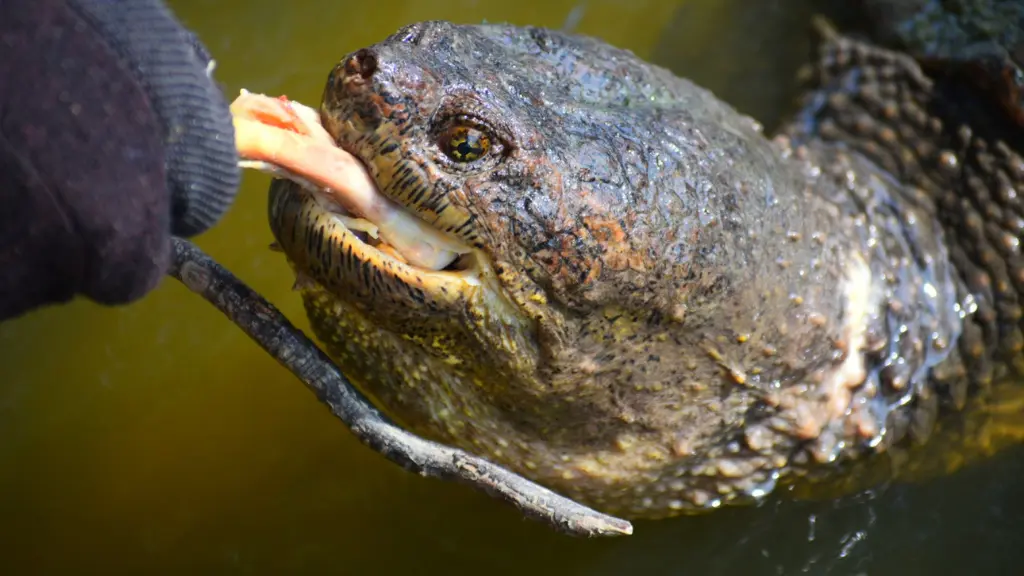 Bitten by an Alligator Snapping Turtle