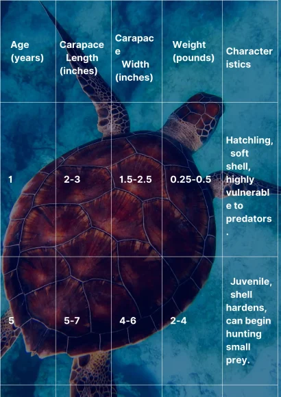 snapping turtle age chart