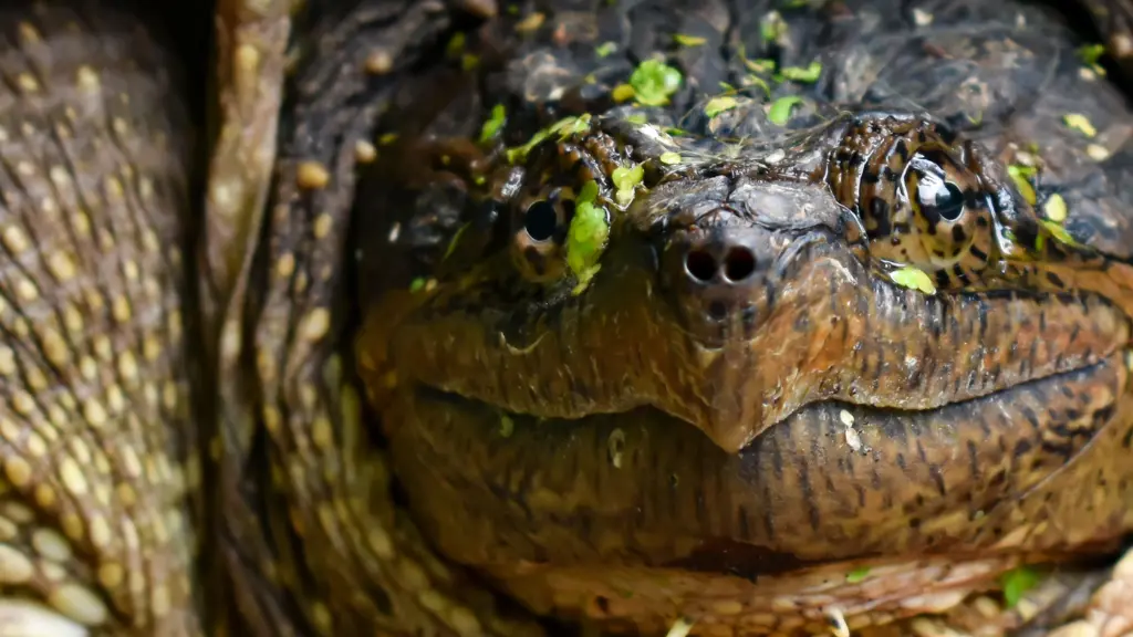 Snapping Turtle Bite Wound: Understanding the Risks and Consequences of ...