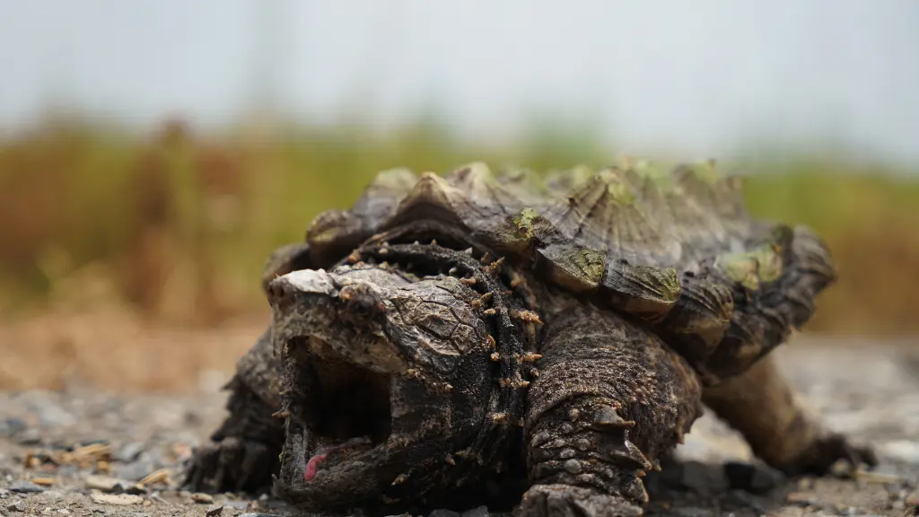 alligator snapping turtle age