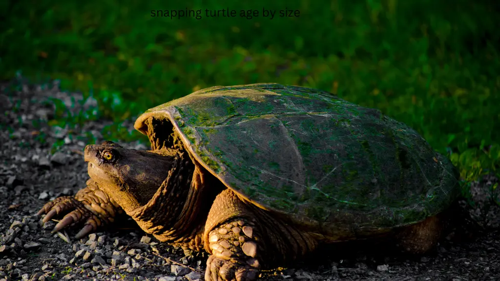 snapping turtle age by size