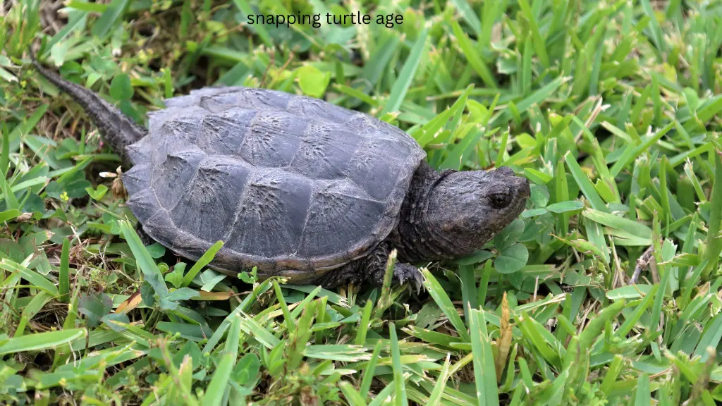 snapping turtle age