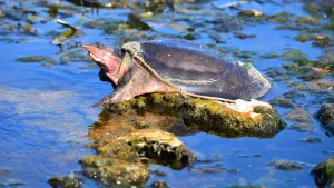 Are Softshell Turtles Friendly