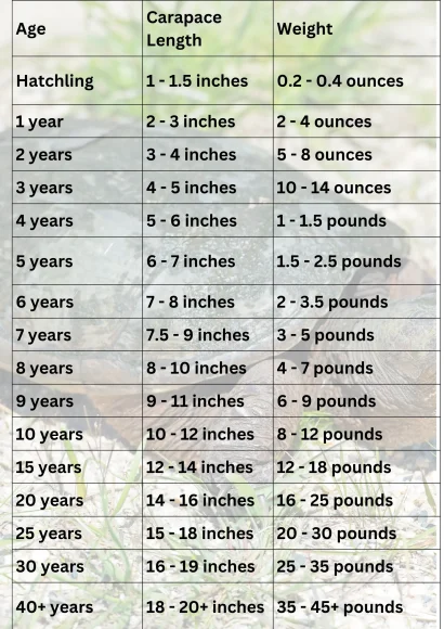 snapping turtle size age chart